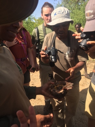 Our guides show us honeycomb from a tree.